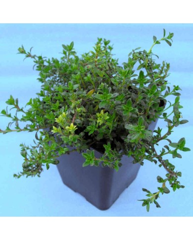 Timo Longicaulis - Thymus longicaulis