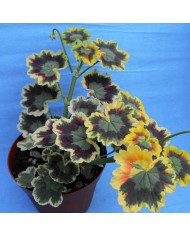 Pelargonium rosso e nero