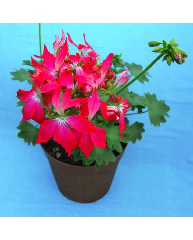 Pelargonium fiore "a stella" rosso