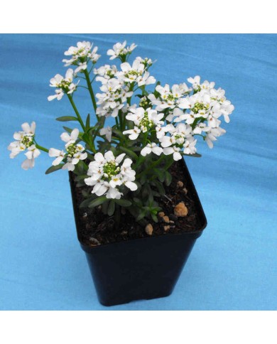 Iberis sempervirens