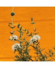 Fiori di menta gatefossei