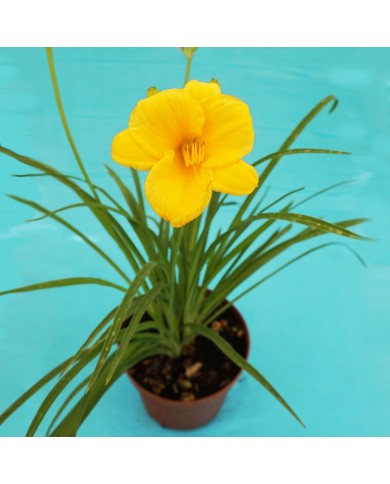 Hemerocallis stella de oro