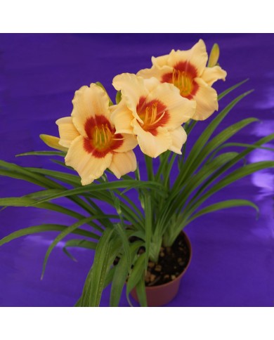 Hemerocallis "Pandora's box"
