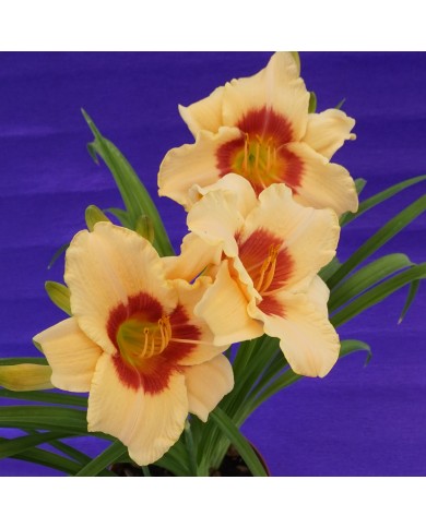 Hemerocallis "Pandora's box"