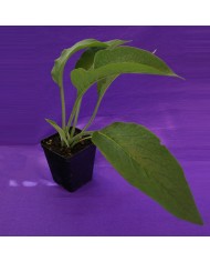 Symphytum officinalis - Consolida maggiore