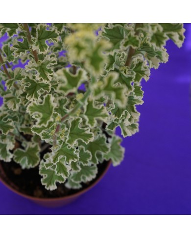 Dettaglio delle foglie del Pelargonium crispum variegato