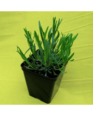 Lavanda Abrialis (Lavandino)