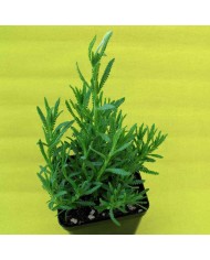 Lavanda Abrialis (Lavandino)