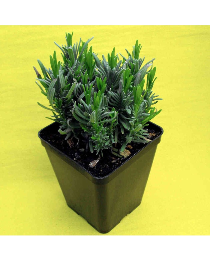 Lavanda nana rosa